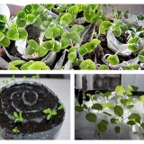 Cvekla za rasad - kada sejati